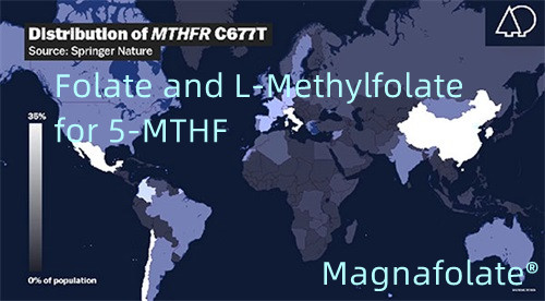 Folaatti ja L-metyylifolaatti 5-MTHF:lle