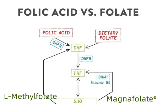 Yhteenveto folaatista ja L-metyylifolaatista