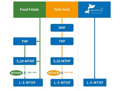 Kalsium-L-5-metyylitetrahydrofolaatti VS foolihappo